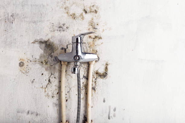 Best Emergency Mold Remediation in New Market, AL