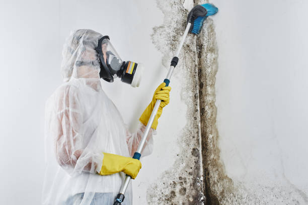 New Market, AL Mold Remediation Company
