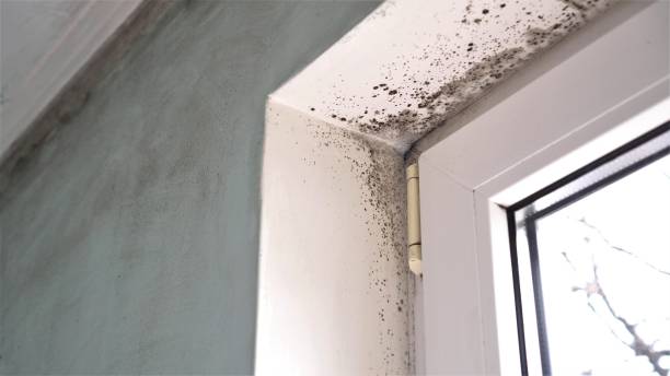 Best Post-Flood Mold Remediation in New Market, AL