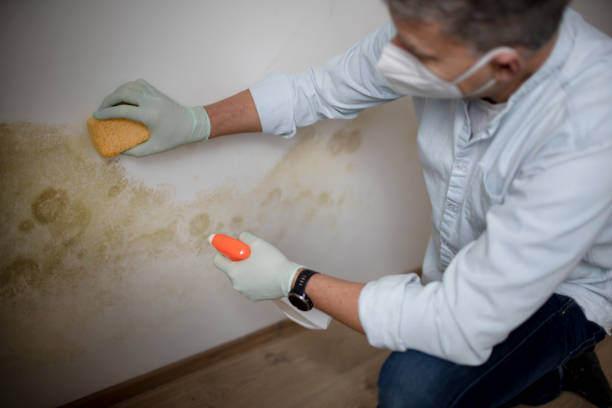 Best Bathroom Mold Remediation in New Market, AL
