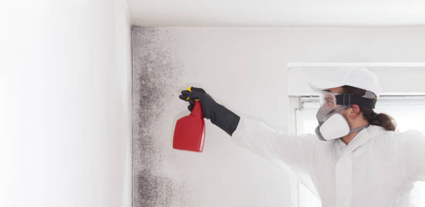 Best Attic Mold Remediation in New Market, AL