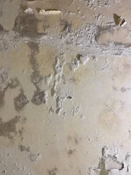 Best Localized Mold Remediation (e.g., coastal areas, humid climates) in New Market, AL