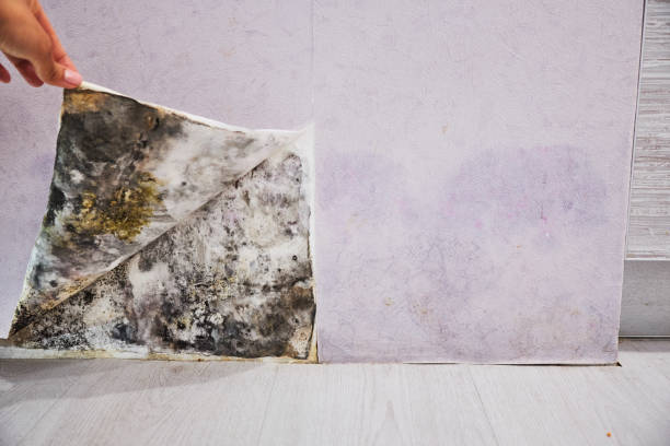 Best Mold Remediation for Schools in New Market, AL